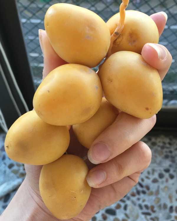 تصویر 1 از خرید و فروش خرما برحی صادراتی با شرایط فوق العاده